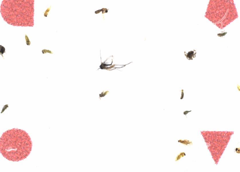 Fullscreen Image