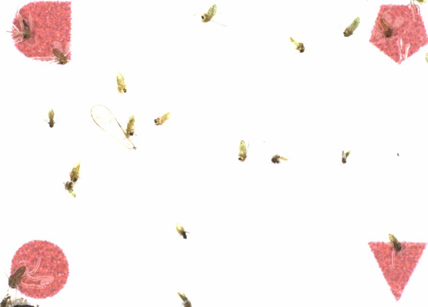 Fullscreen Image
