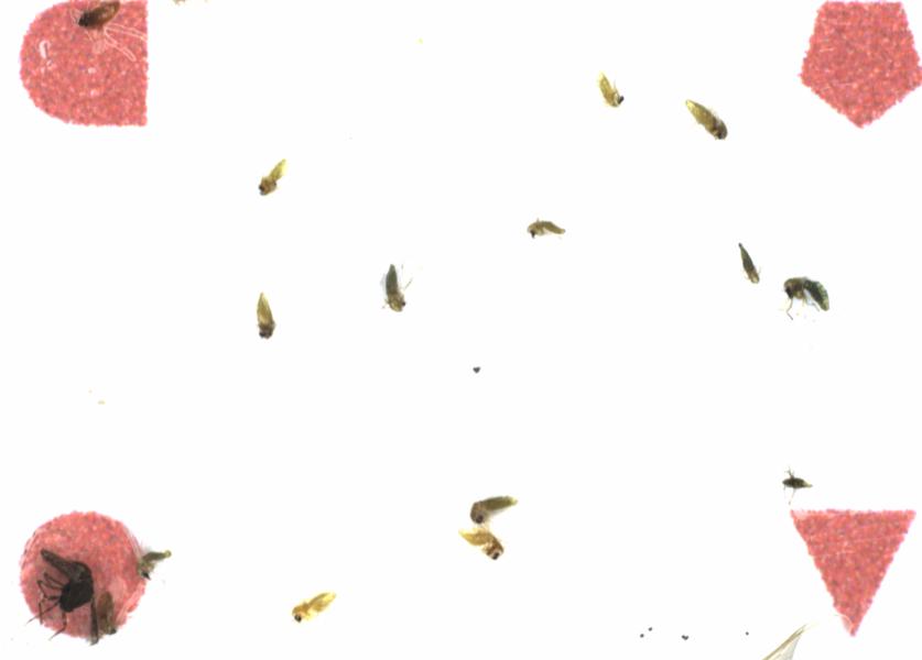 Fullscreen Image