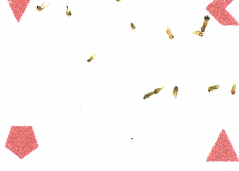 Fullscreen Image