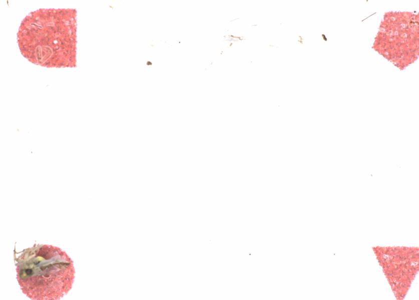 Fullscreen Image