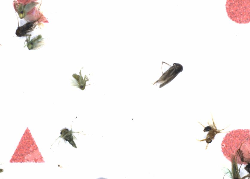 Fullscreen Image