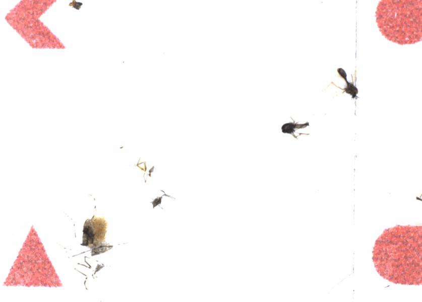 Fullscreen Image