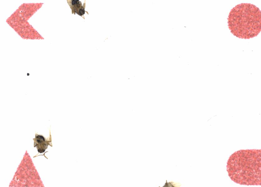 Fullscreen Image