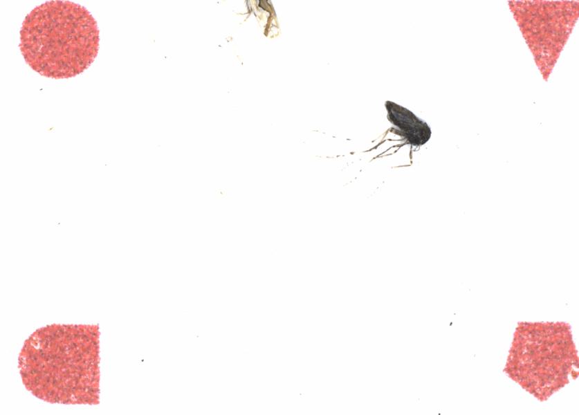Fullscreen Image