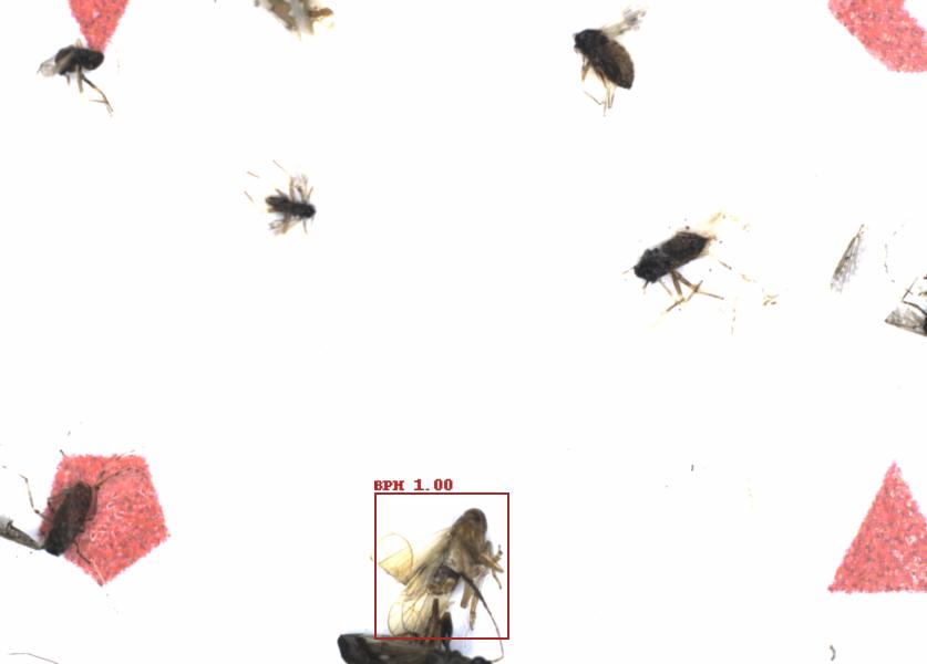 Fullscreen Image