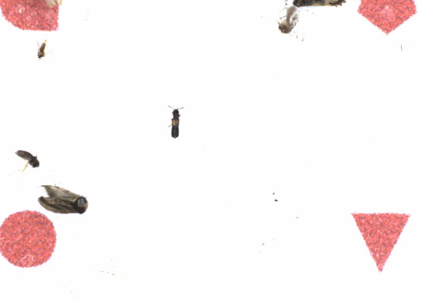 Fullscreen Image