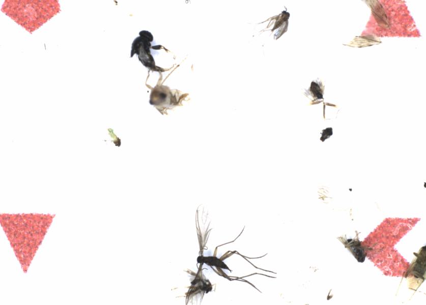 Fullscreen Image