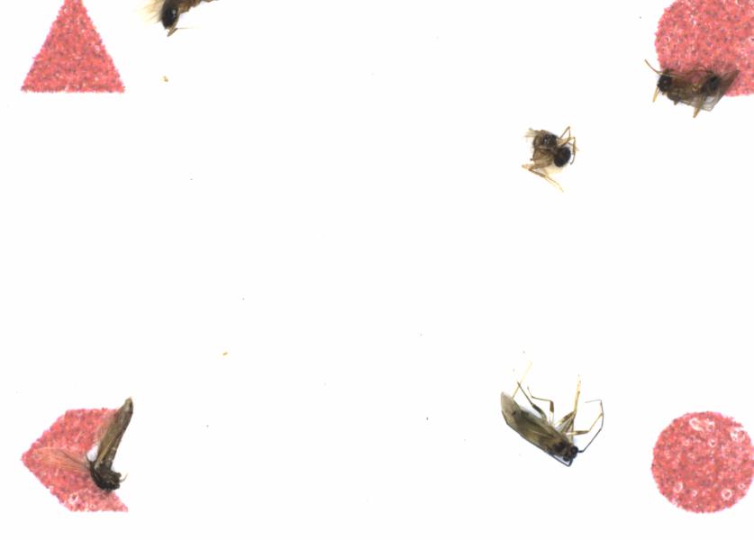 Fullscreen Image