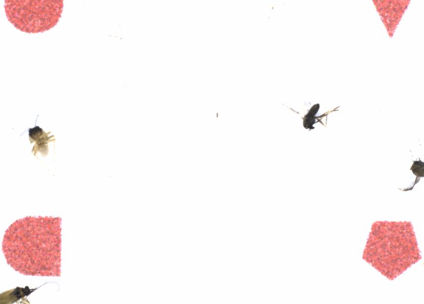 Fullscreen Image