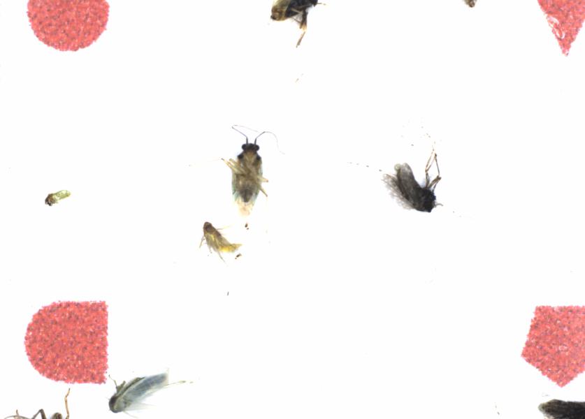 Fullscreen Image