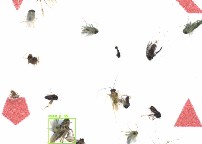 Fullscreen Image