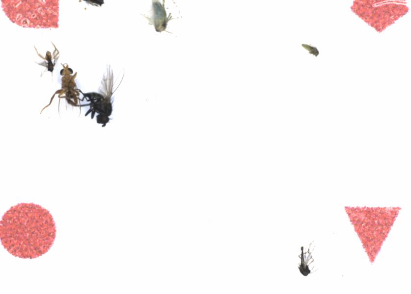 Fullscreen Image