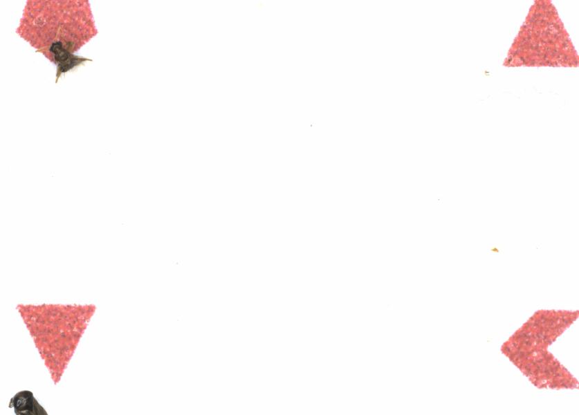Fullscreen Image