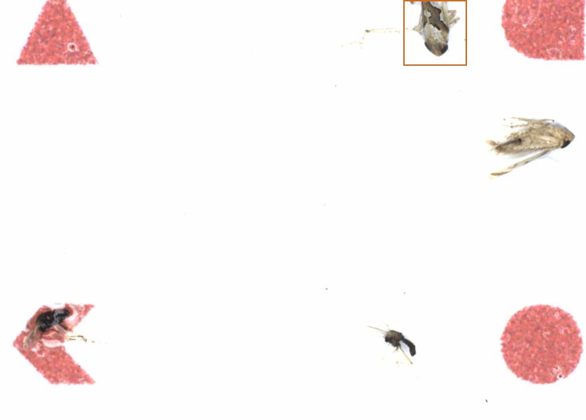 Fullscreen Image