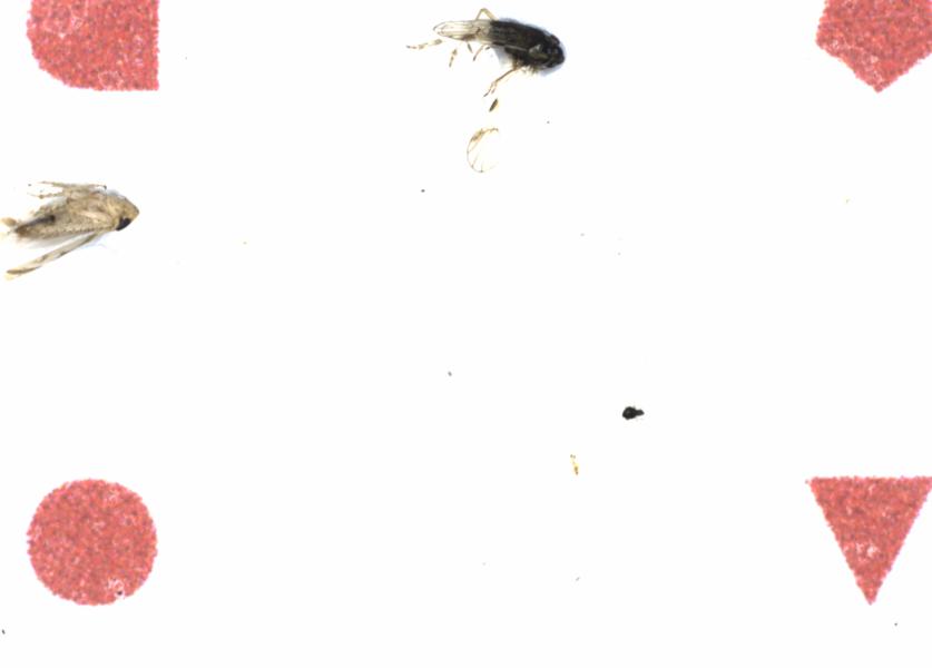 Fullscreen Image