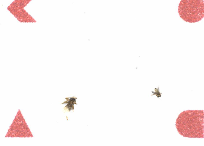 Fullscreen Image
