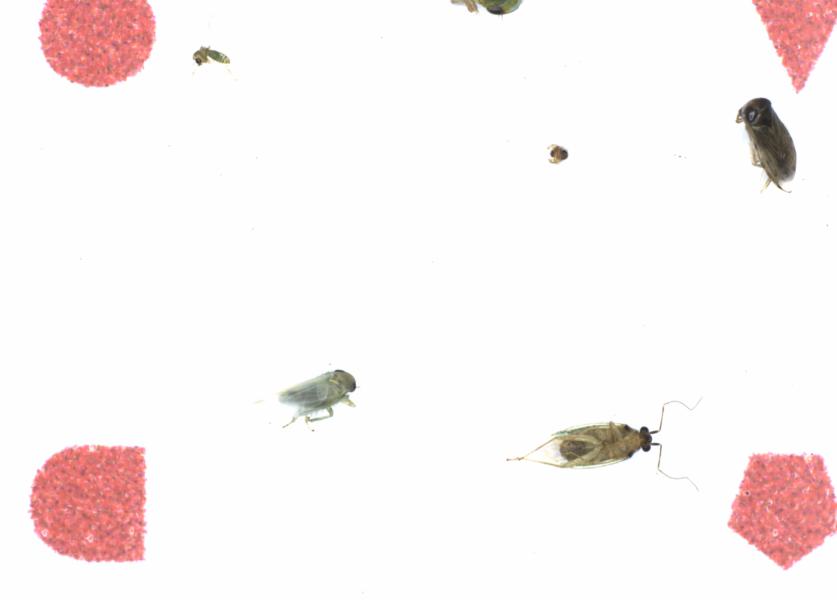 Fullscreen Image