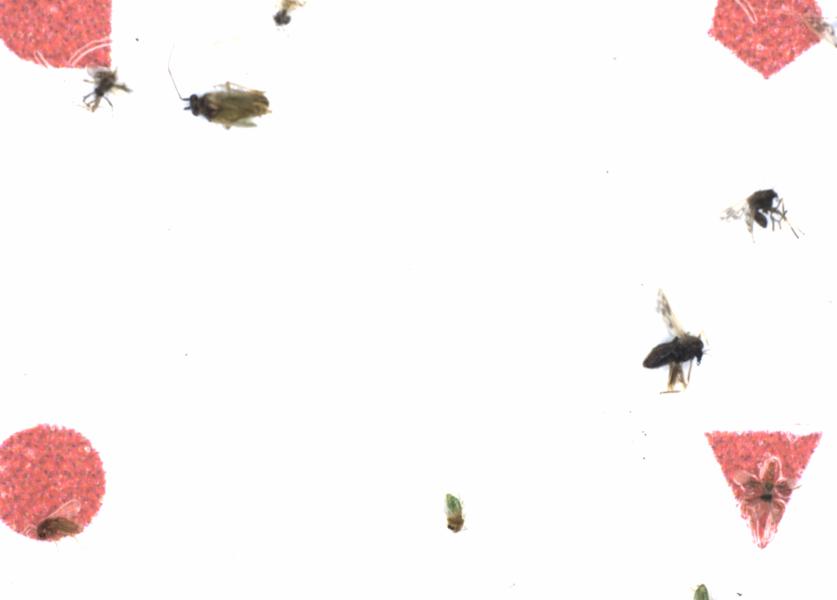 Fullscreen Image