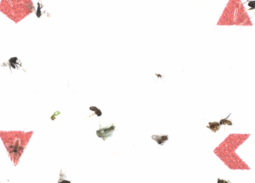 Fullscreen Image