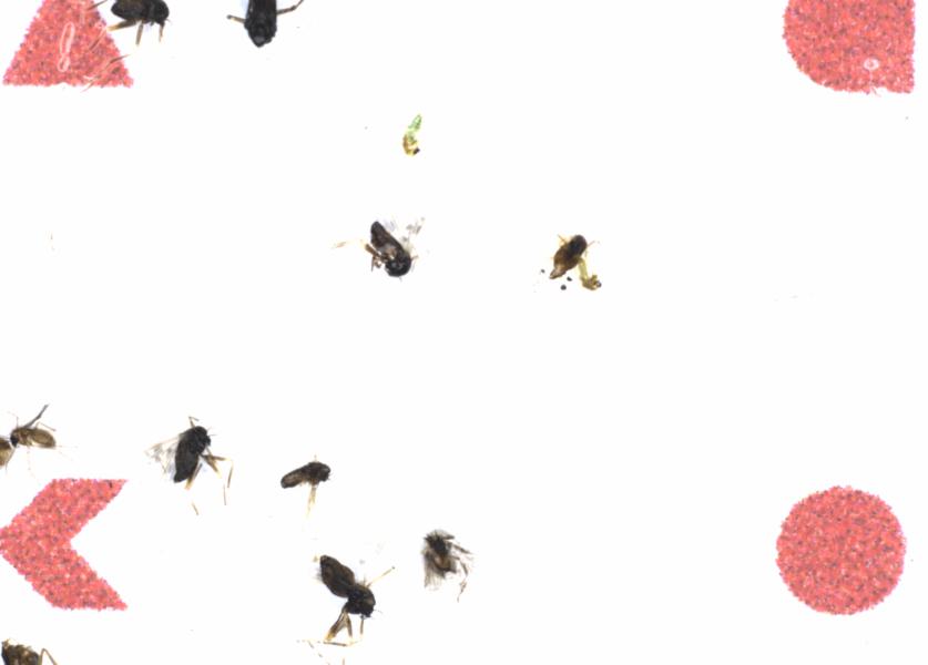 Fullscreen Image