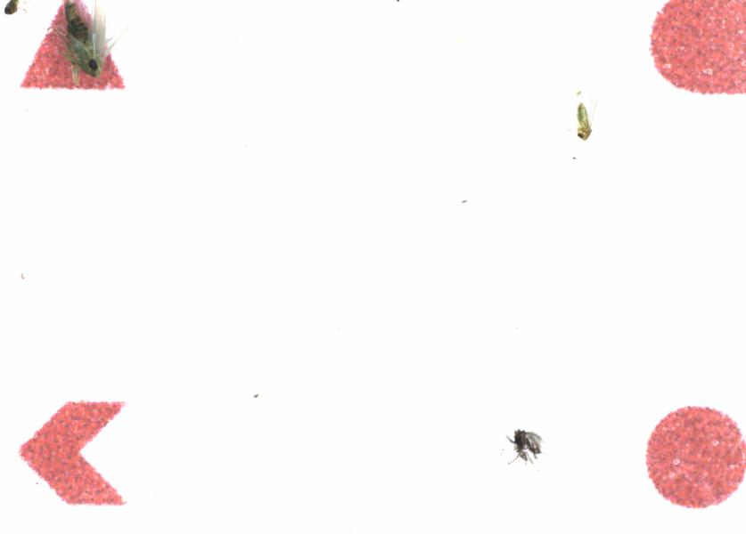 Fullscreen Image