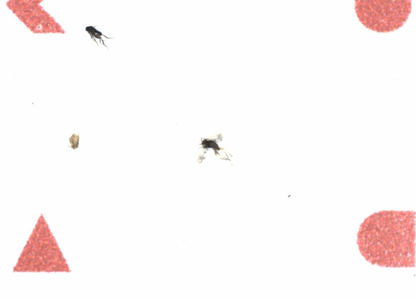 Fullscreen Image