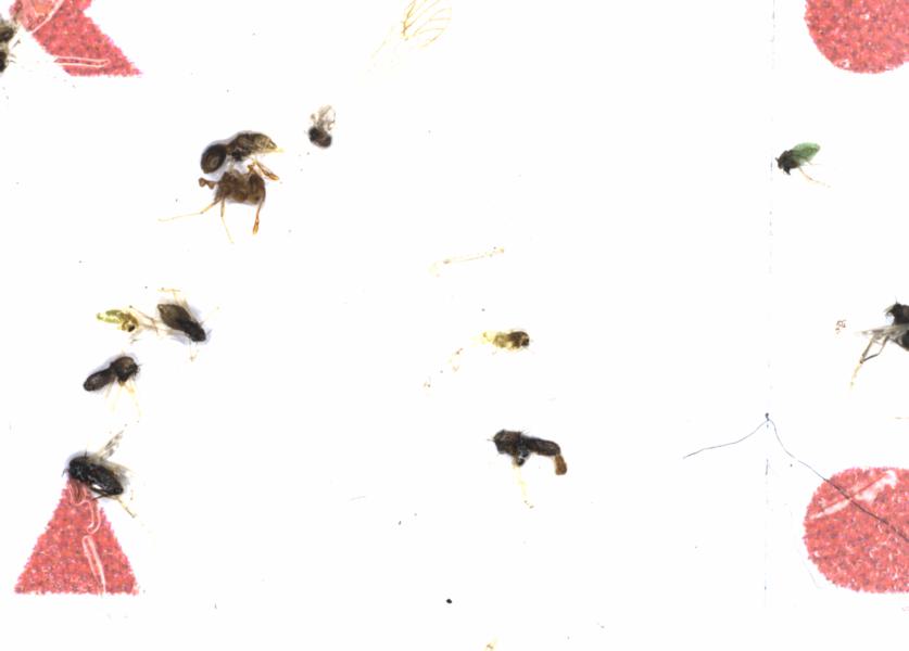 Fullscreen Image
