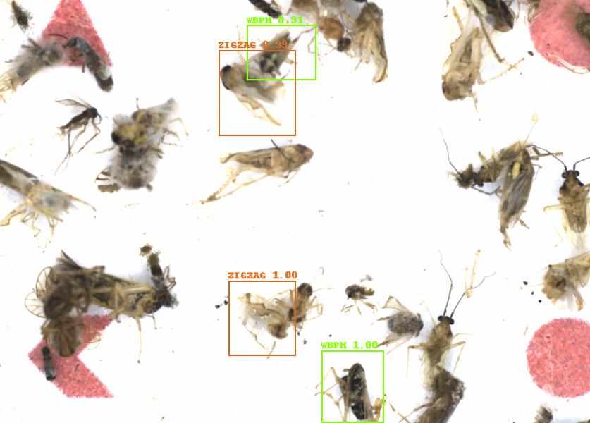 Fullscreen Image