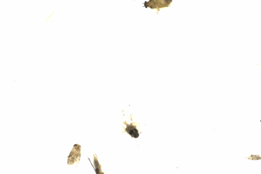 Fullscreen Image