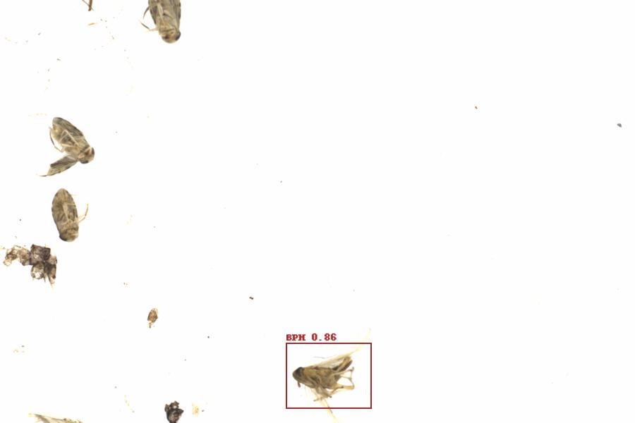Fullscreen Image