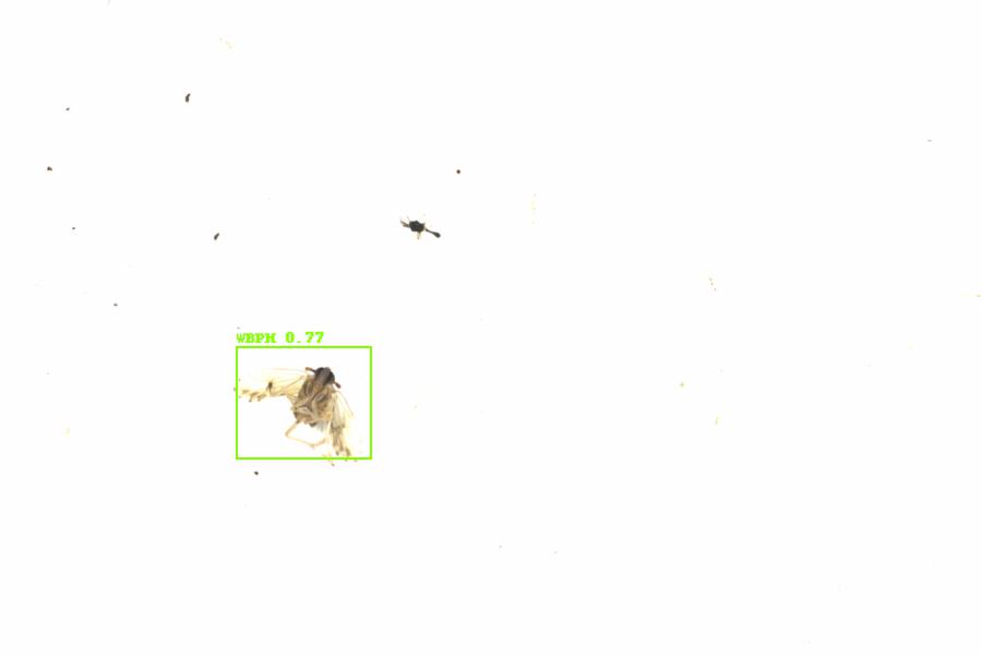 Fullscreen Image