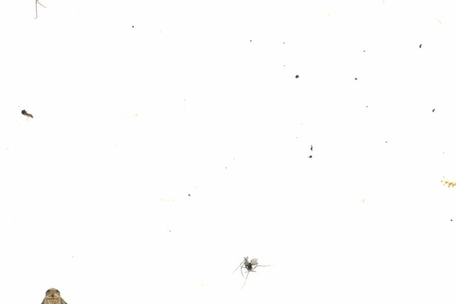 Fullscreen Image