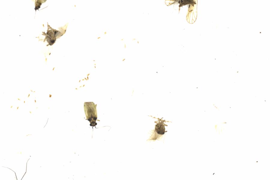 Fullscreen Image