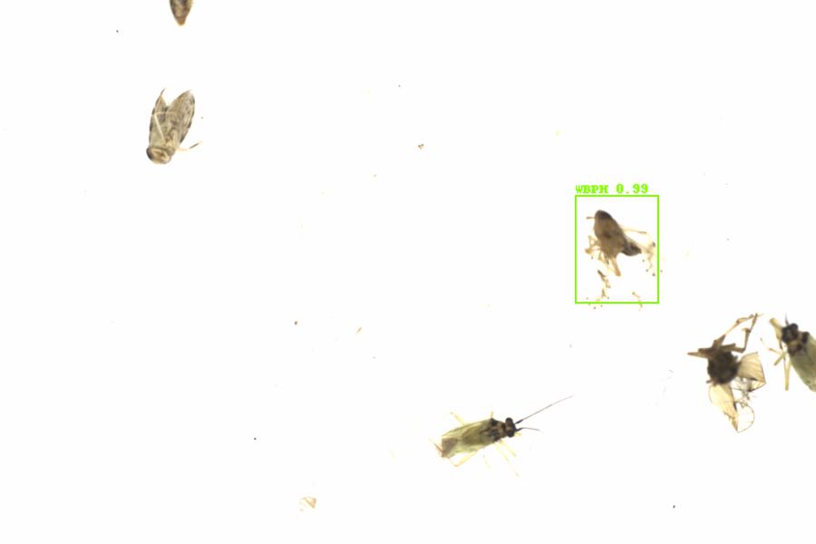 Fullscreen Image