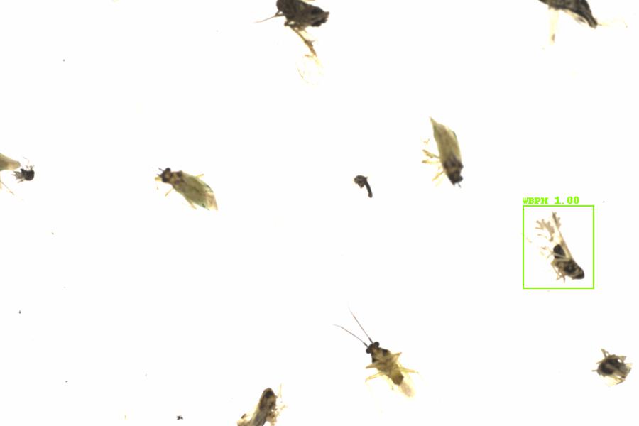 Fullscreen Image