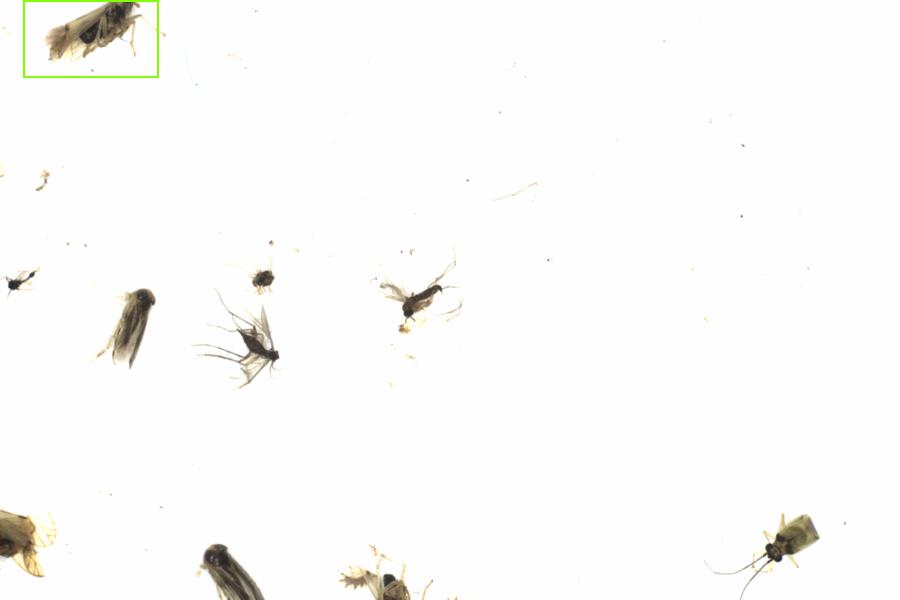 Fullscreen Image