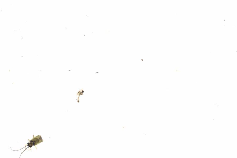Fullscreen Image