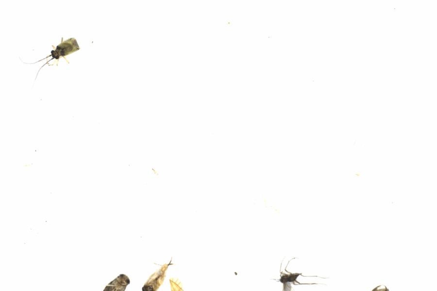 Fullscreen Image