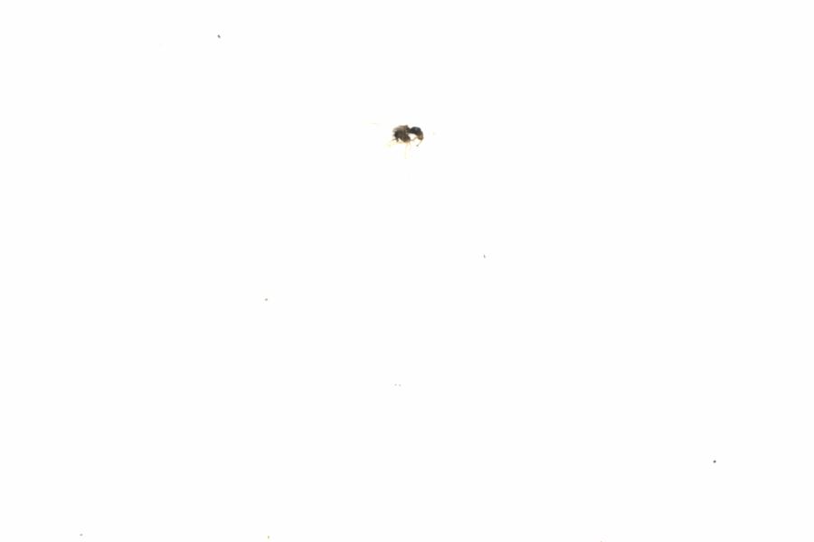 Fullscreen Image