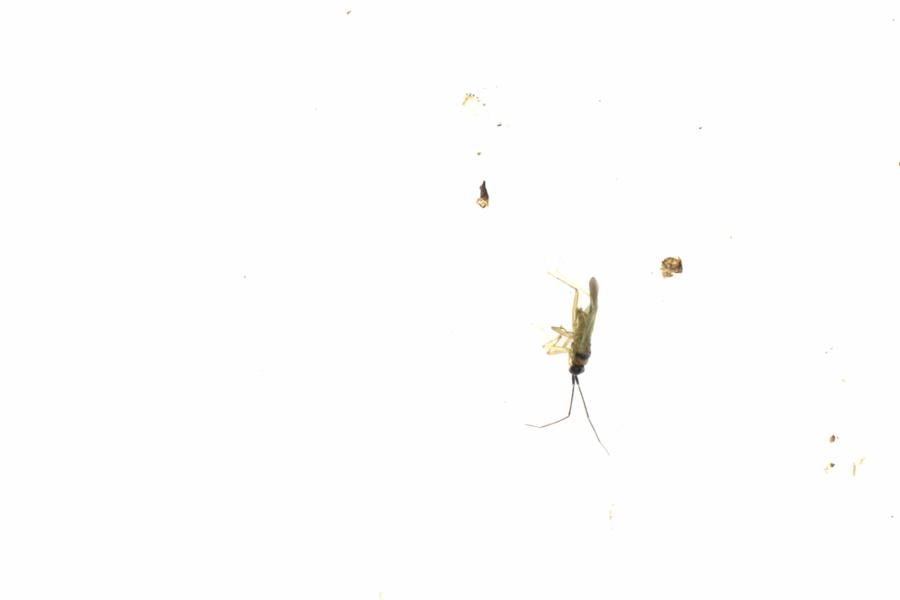 Fullscreen Image