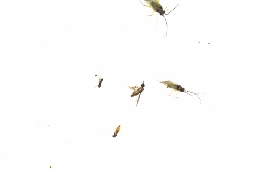 Fullscreen Image