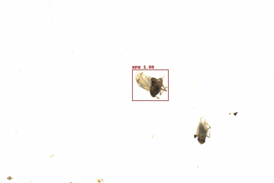 Fullscreen Image