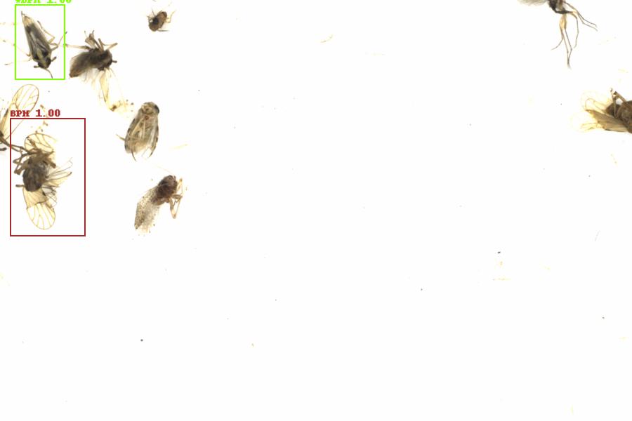 Fullscreen Image