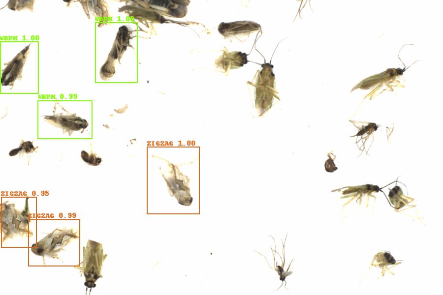 Fullscreen Image