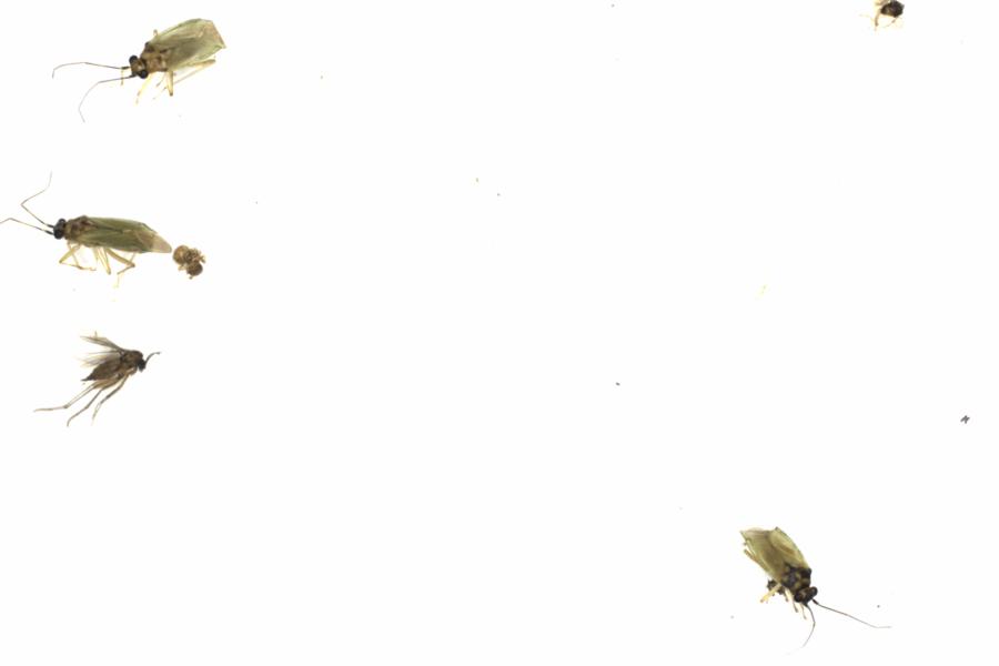Fullscreen Image