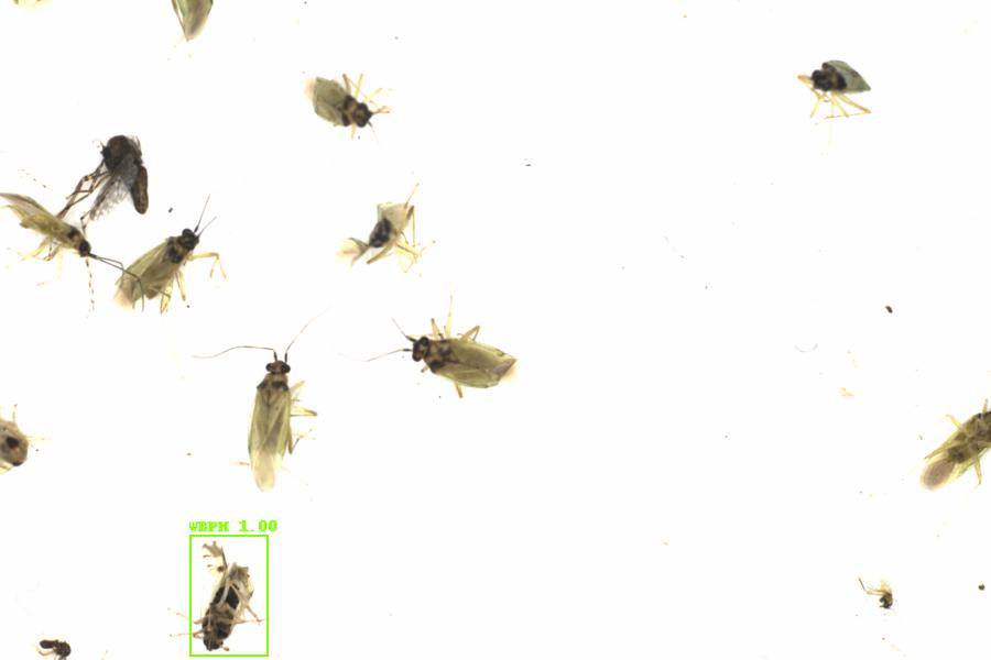Fullscreen Image