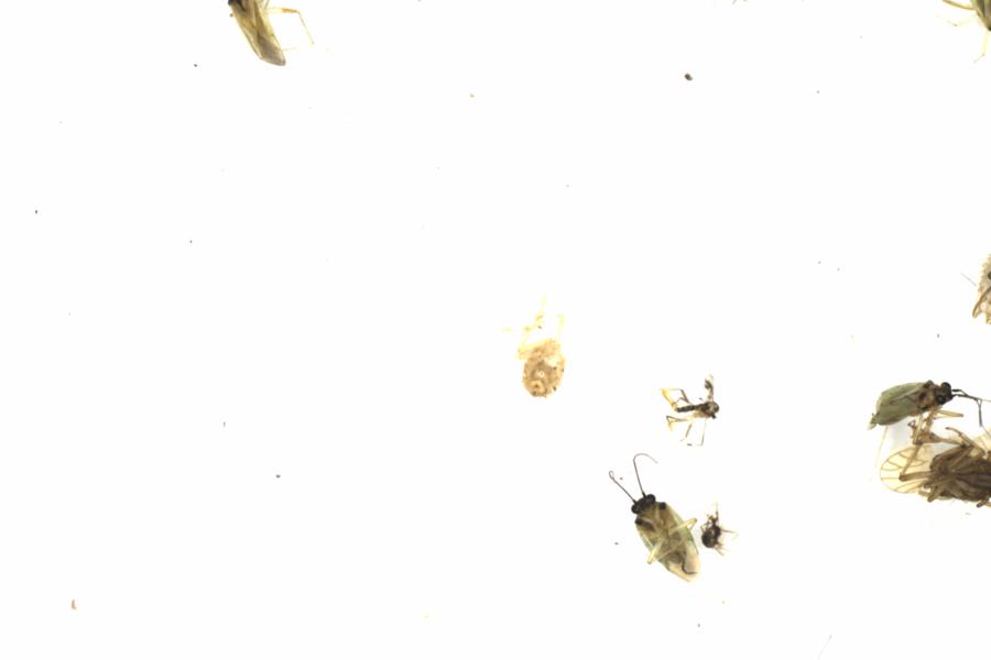 Fullscreen Image