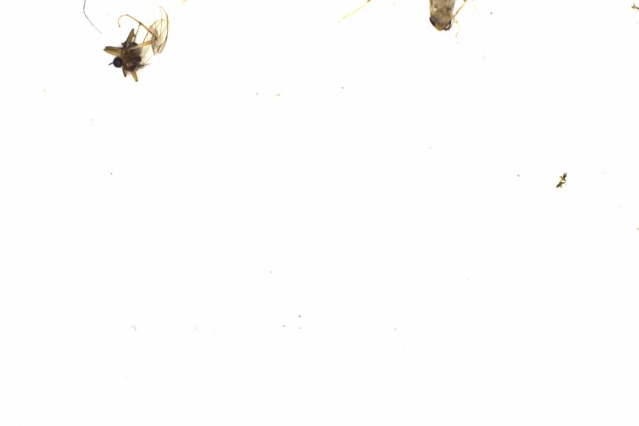 Fullscreen Image