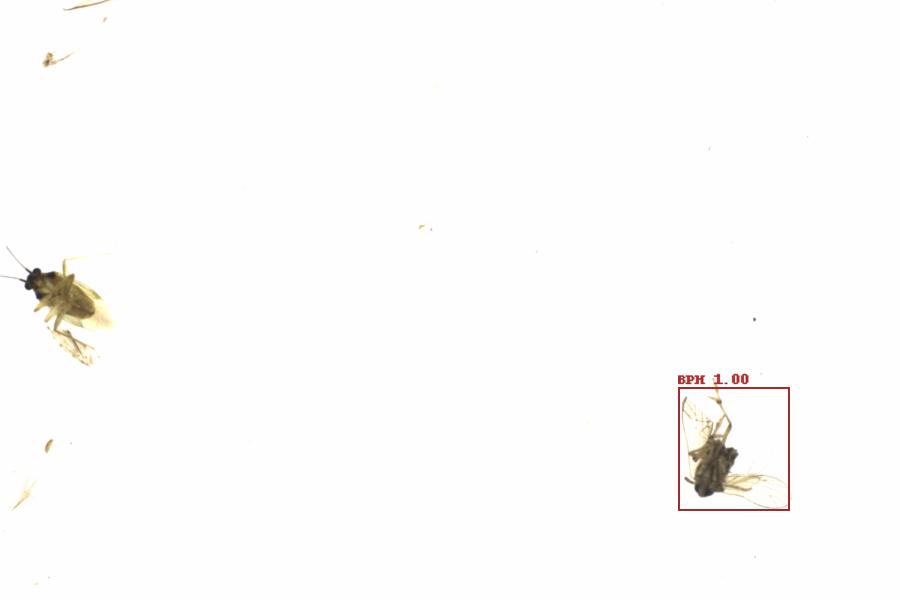 Fullscreen Image